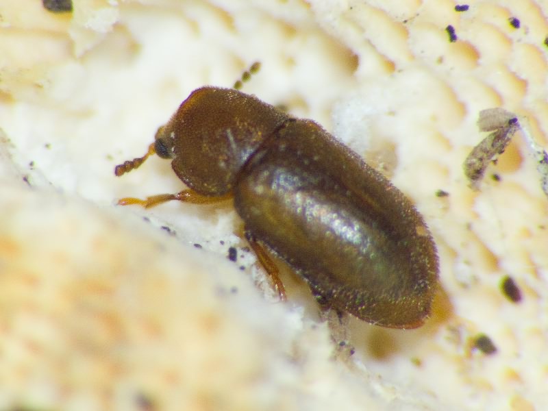 Cis rugulosus Mellié, 1848